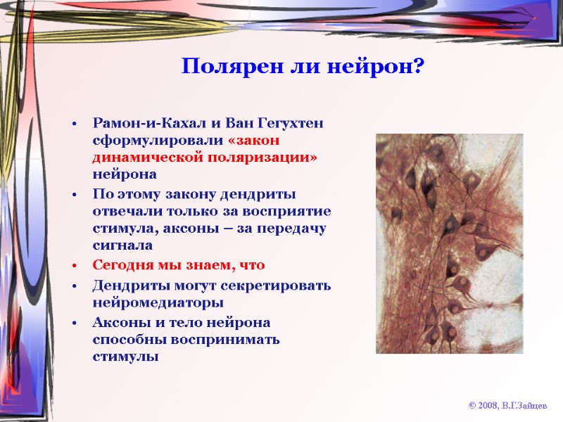 Полярен ли нейрон? Рамон-и-Кахал и Ван Гегухтен сформулировали «закон динамической поляризации» нейрона По этому